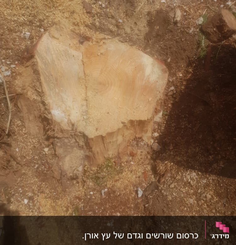 גזע עץ כרות עם שבבי עץ מסביב